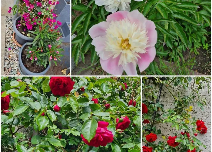 Zu Den Blauen Schafen *